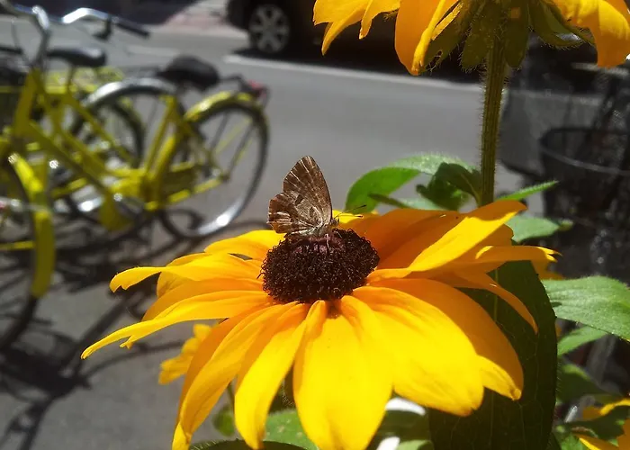 מלון Royal מיסאנו אדריאטיקו